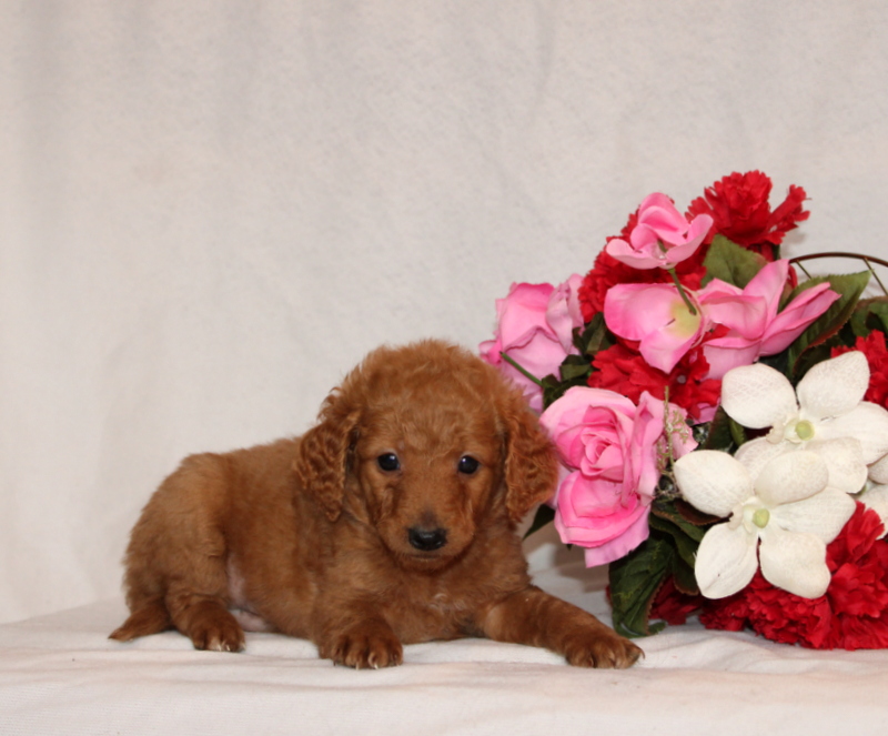 puppy, for, sale, Mini Goldendoodle F2B, Matthew B. Stoltzfus, dog, breeder, Gap, PA, dog-breeder, puppy-for-sale, forsale, nearby, find, puppyfind, locator, puppylocator, aca